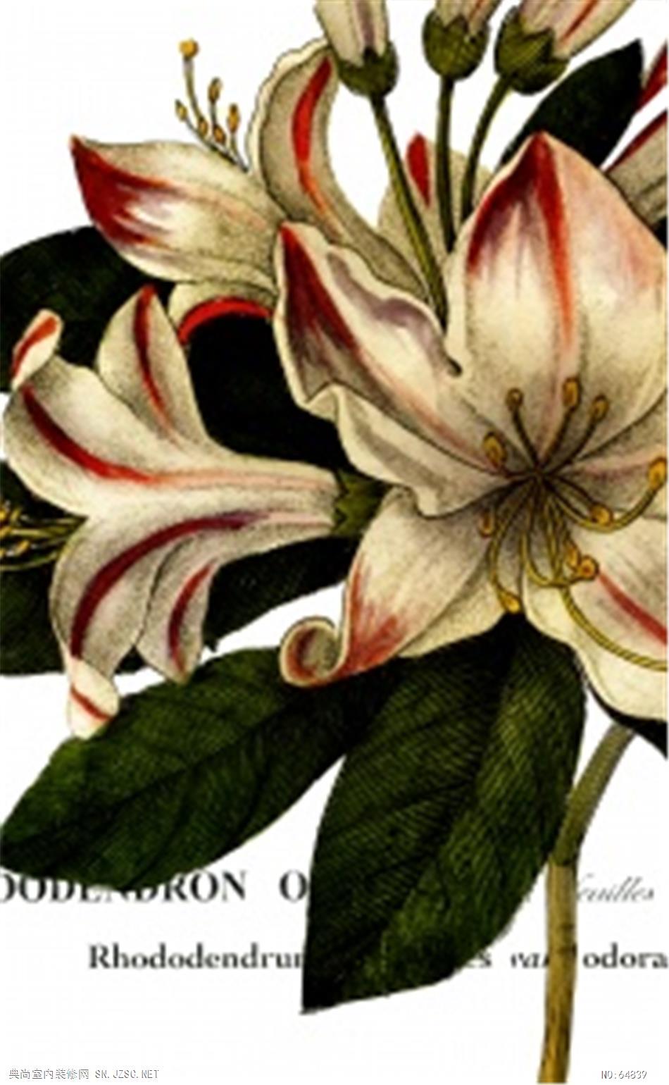 花卉画 (173)